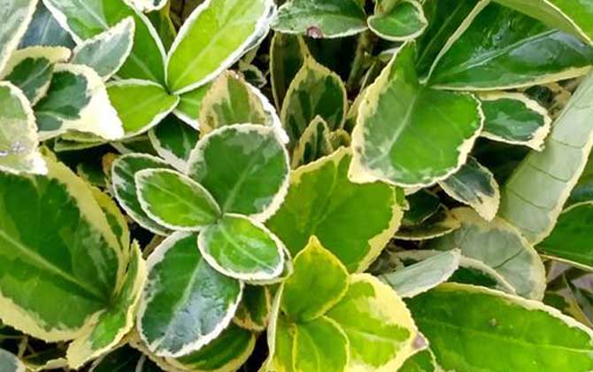 金边黄杨是什么植物