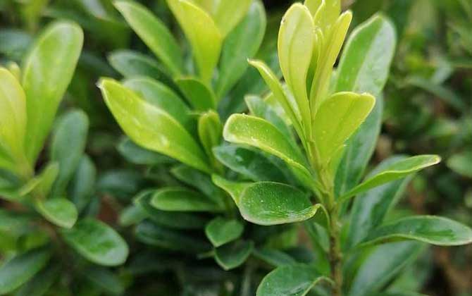 雀舌黄杨是什么植物