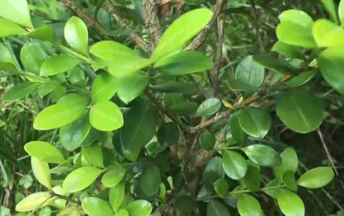 珍珠黄杨是什么植物