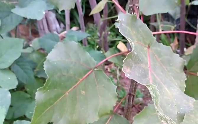 白杨树是什么植物