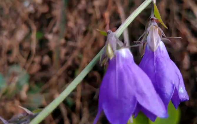沙参是什么植物