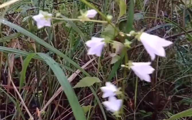 南沙参是什么植物