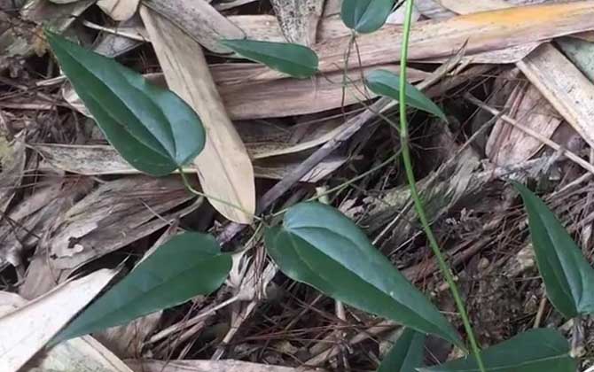 川木通是什么植物