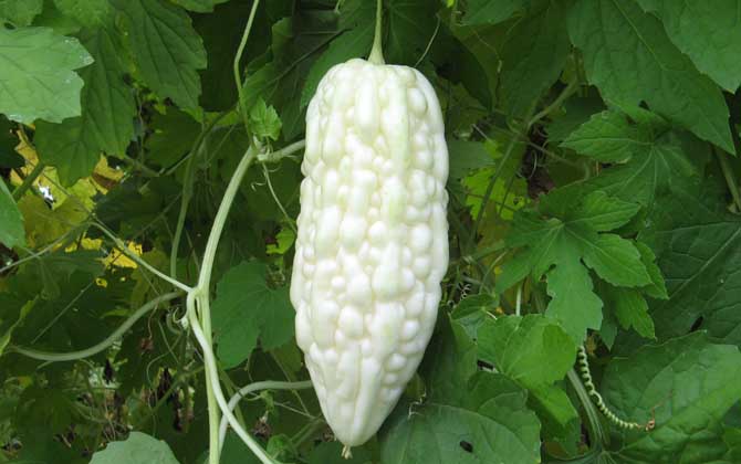 白玉苦瓜