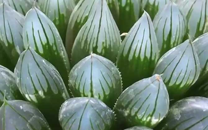 玉露是什么植物