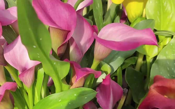 马蹄莲是什么植物