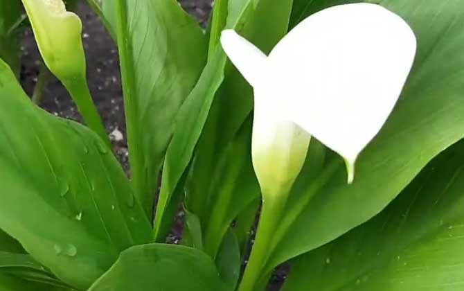 马蹄莲能放在卧室吗