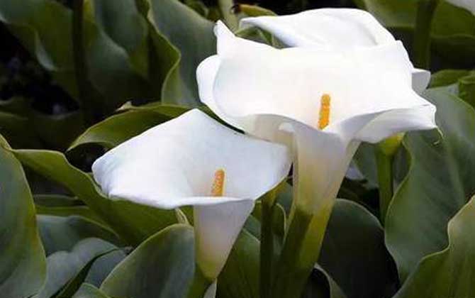 马蹄莲怎么养才能更旺盛