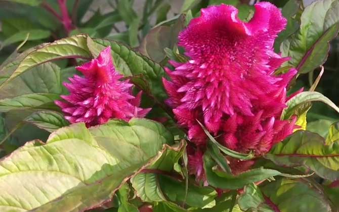 鸡冠花种子怎么种植