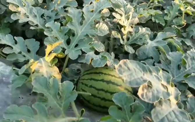 西瓜是热性还是凉性