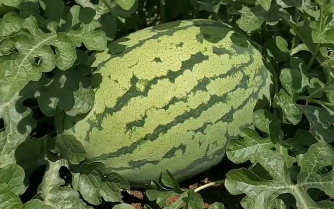 无籽西瓜是什么西瓜