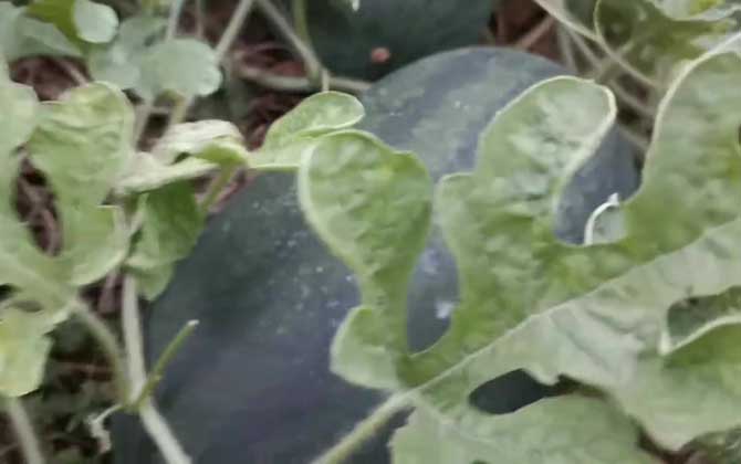 黑美人西瓜是什么西瓜