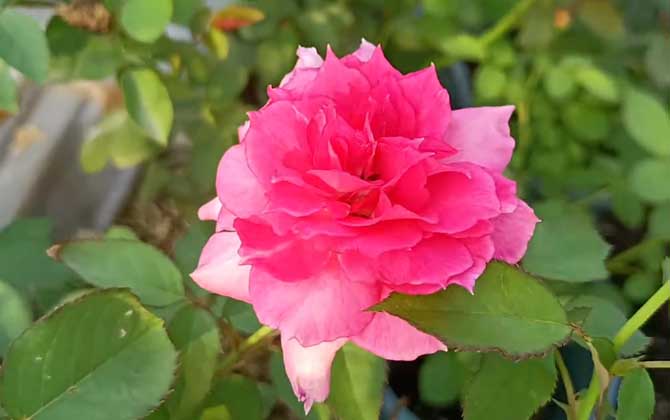 月季花是什么植物