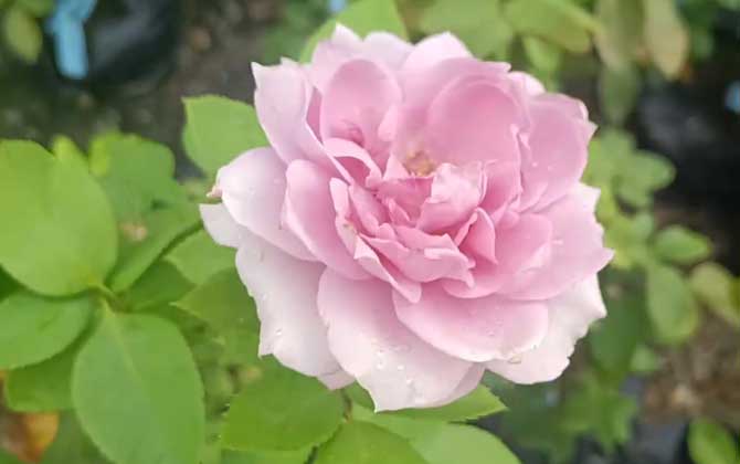 月季花是什么颜色