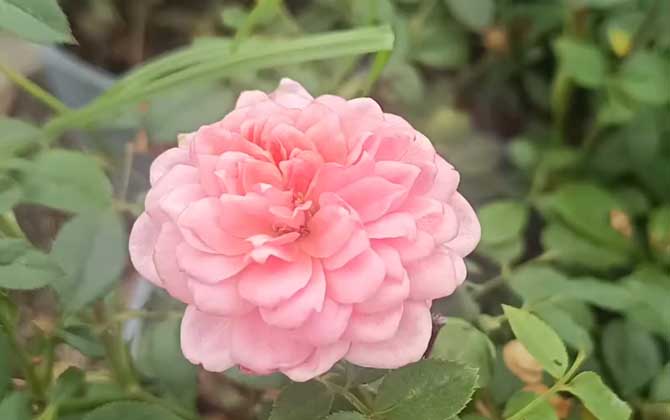 月季花叶子发黄枯萎是怎么回事