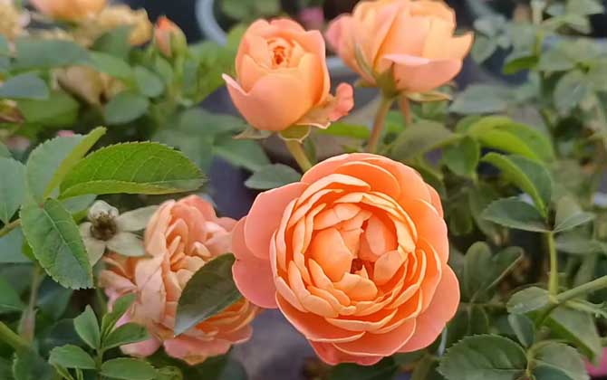 月季花怎么养才能更旺盛