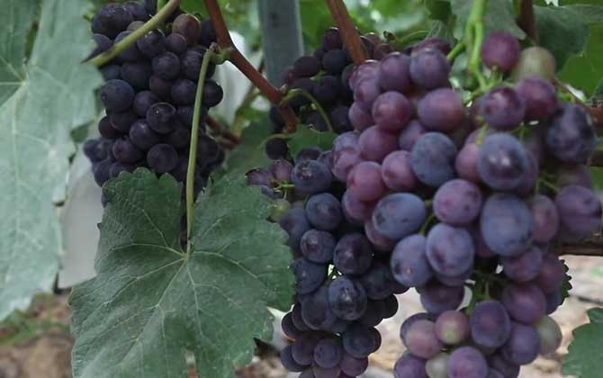 葡萄产地在哪里