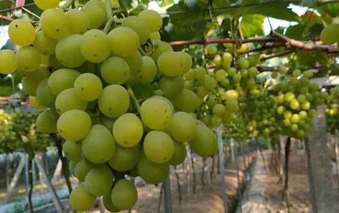 无籽葡萄