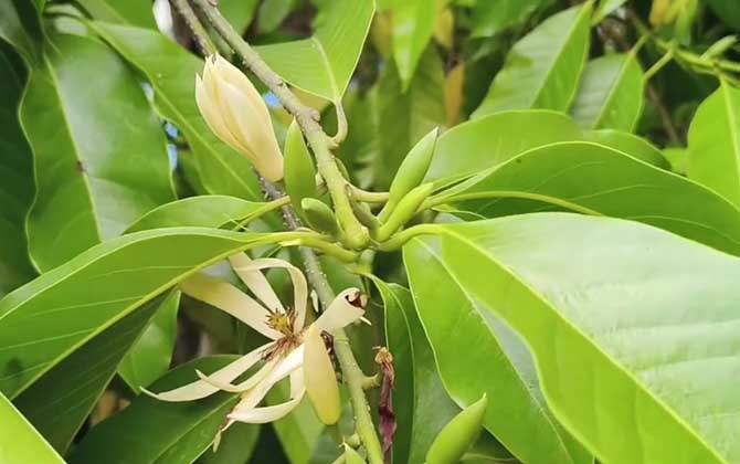 黄桷兰是什么植物