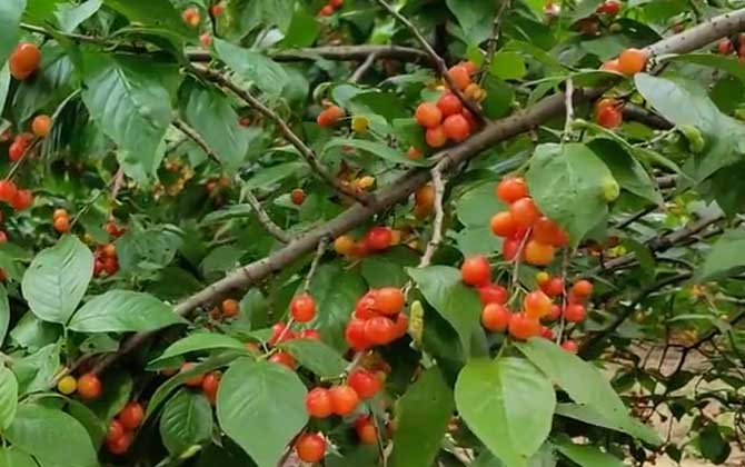 樱桃树几年开花结果