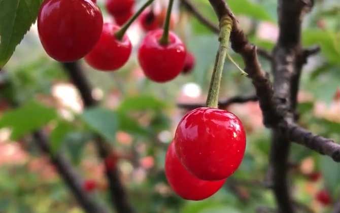 樱桃树苗价格多少钱一棵