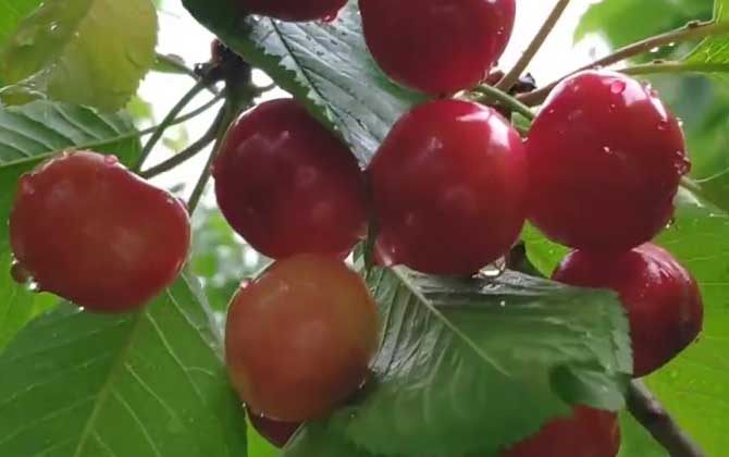 车厘子和樱桃是同一种水果吗