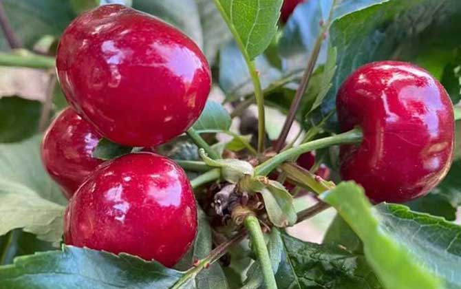 为什么车厘子比樱桃贵很多