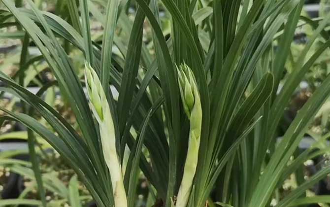 蕙兰是什么植物