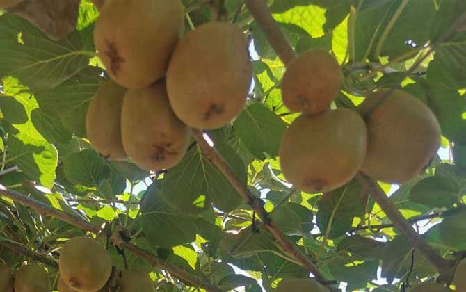 猕猴桃价格多少钱一斤