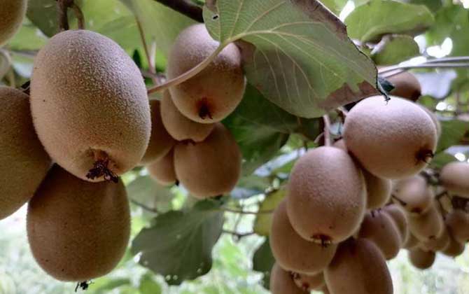 猕猴桃怎么催熟最简单