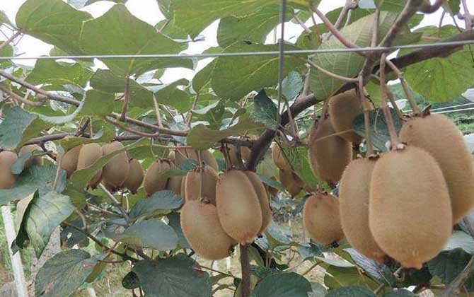 奇异果和猕猴桃是同一种水果吗