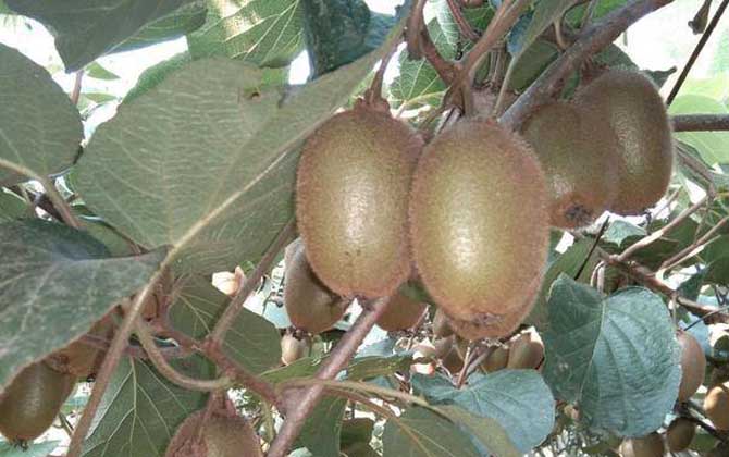 猕猴桃怎么保存放的时间长