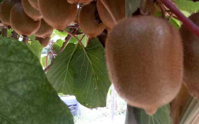 猕猴桃树苗价格多少钱一棵