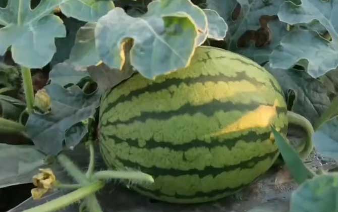 西瓜是什么植物