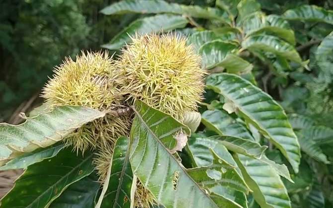 茅栗树是什么植物