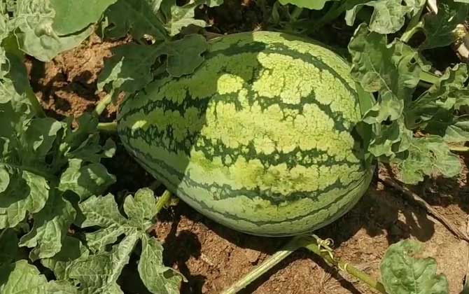 西瓜价格多少钱一斤