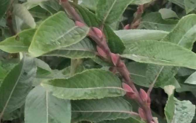 银柳是什么植物