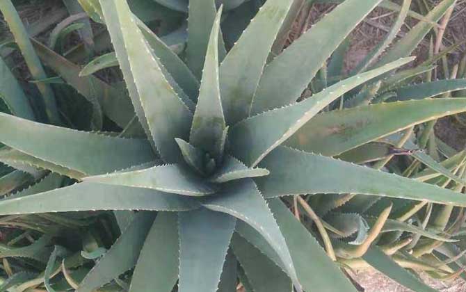 芦荟的养殖方法及注意事项