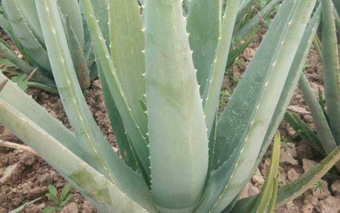 芦荟怎么养才能更旺盛