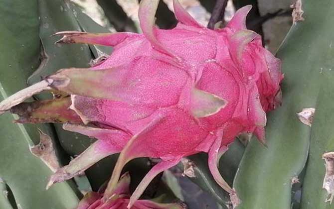 火龙果盆栽种植方法及注意事项