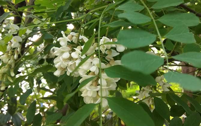 槐树是什么植物