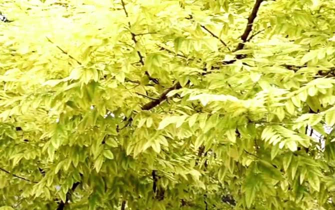 黄金槐是什么植物