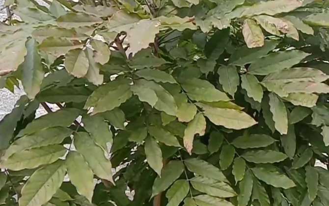 香槐是什么植物