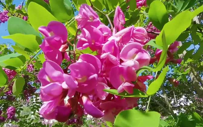 红花刺槐是什么植物