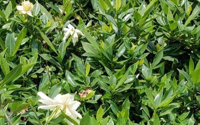 栀子花是什么植物