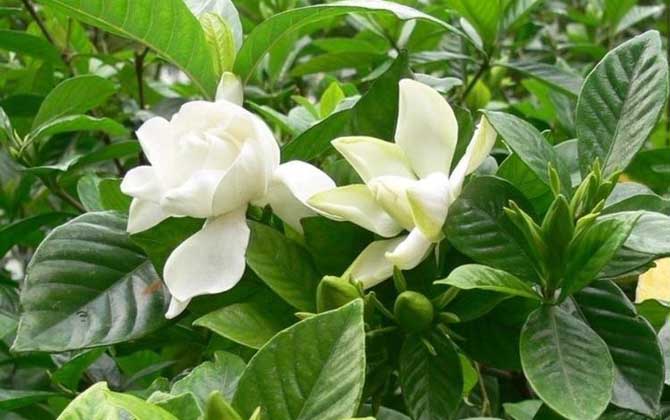 栀子花花期是什么时候