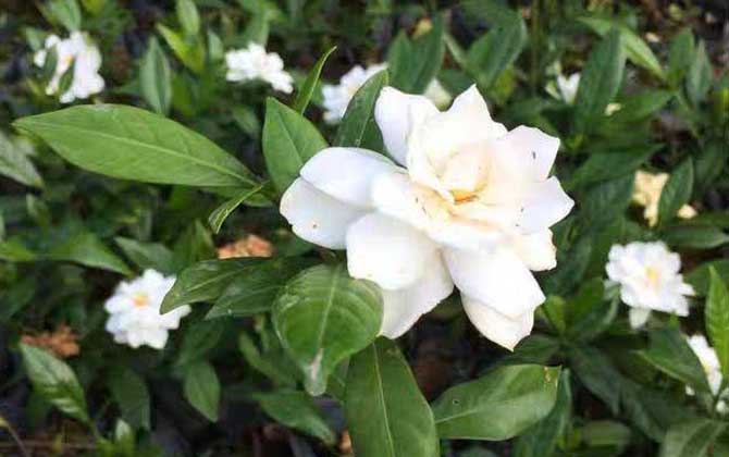 栀子花怎么养才能更旺盛