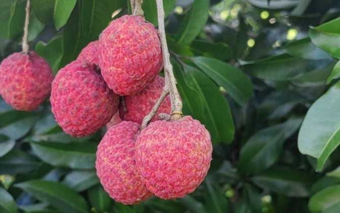 荔枝是什么植物