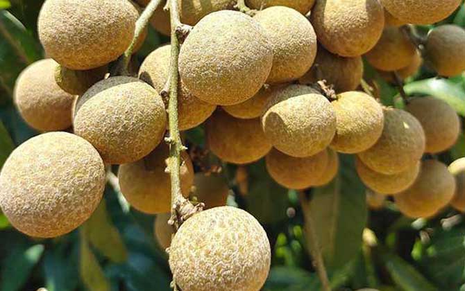 龙眼是什么植物