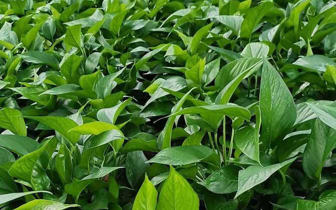 绿萝是什么植物